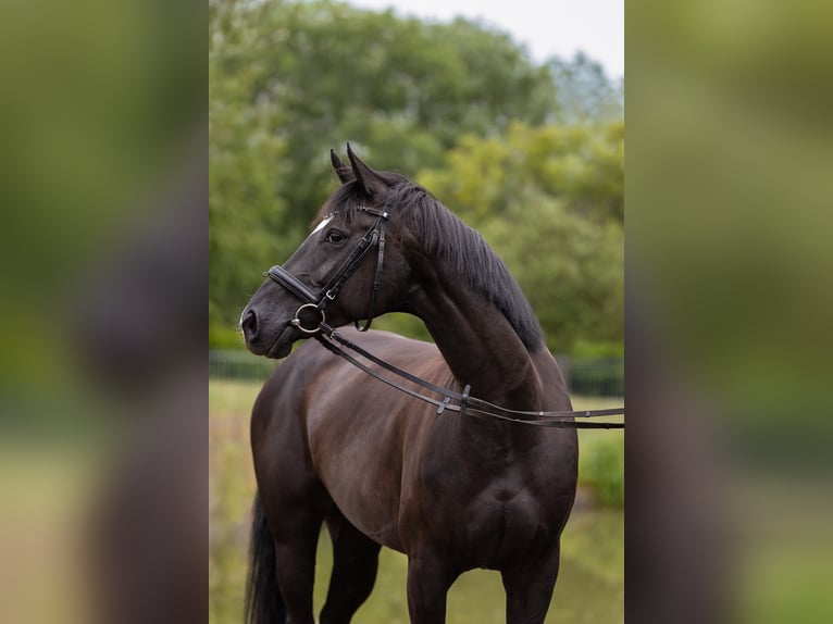Hanovrien Jument 8 Ans 159 cm Noir in Leichlingen