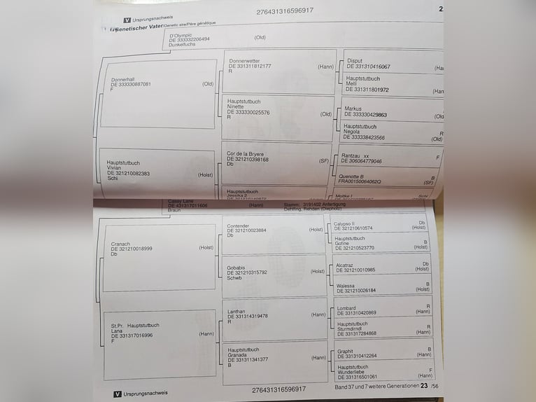 Hanovrien Jument 8 Ans 160 cm Bai brun in Schwerin