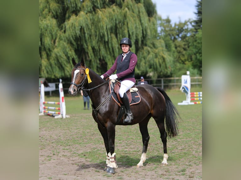 Hanovrien Jument 8 Ans 160 cm Bai brun in Schwerin