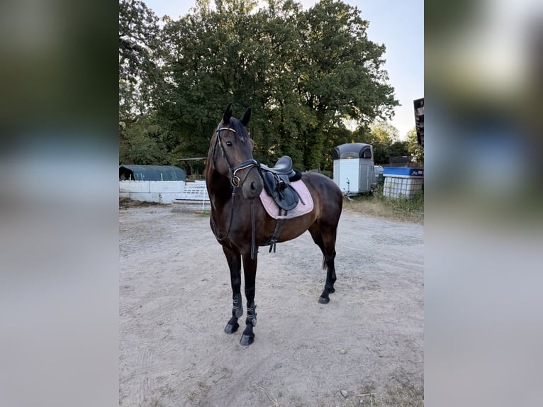 Hanovrien Jument 8 Ans 160 cm Bai brun foncé in Dorsten