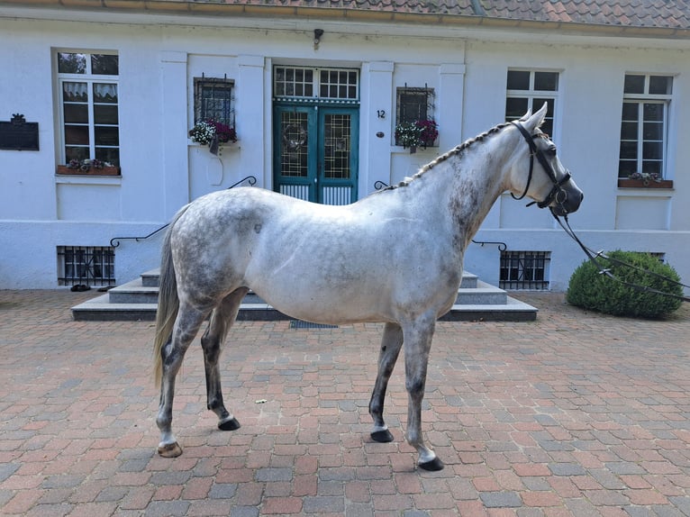 Hanovrien Jument 8 Ans 160 cm Gris pommelé in Unterlüß