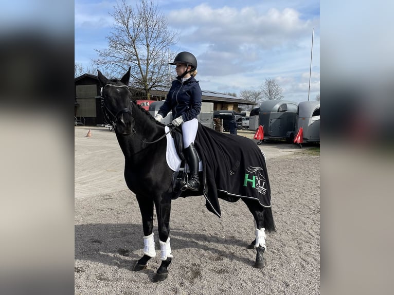 Hanovrien Jument 8 Ans 160 cm Noir in Hamm-Rhynern