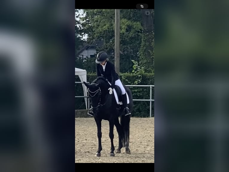 Hanovrien Jument 8 Ans 160 cm Noir in Hamm-Rhynern