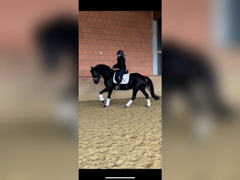 Hanovrien Jument 8 Ans 160 cm Noir in Hamm-Rhynern