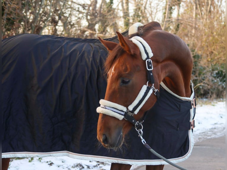 Hanovrien Jument 8 Ans 162 cm Alezan brûlé in Götzendorf an der Leitha