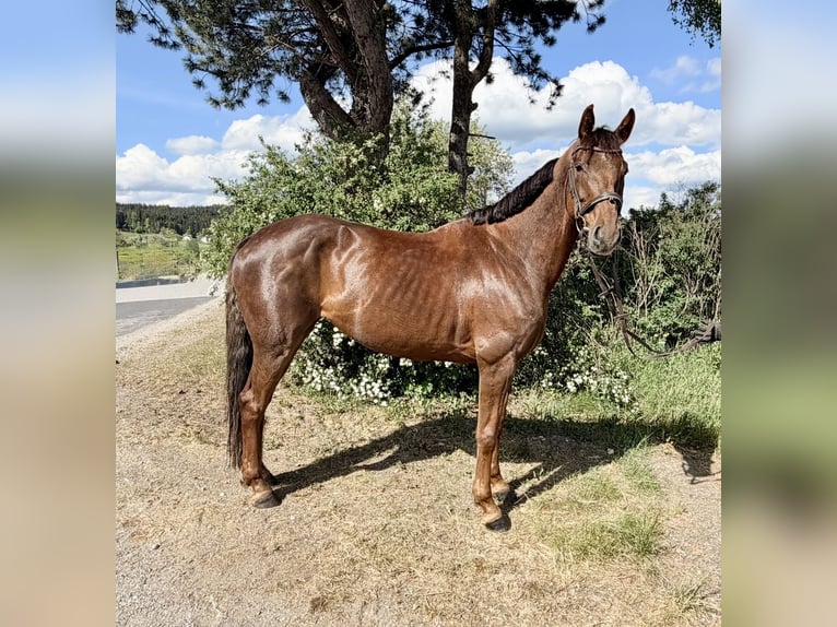 Hanovrien Jument 8 Ans 162 cm Alezan in Pelmberg
