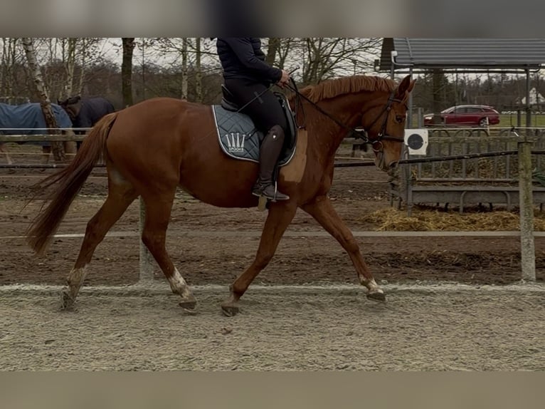 Hanovrien Jument 8 Ans 163 cm Alezan in Gütersloh