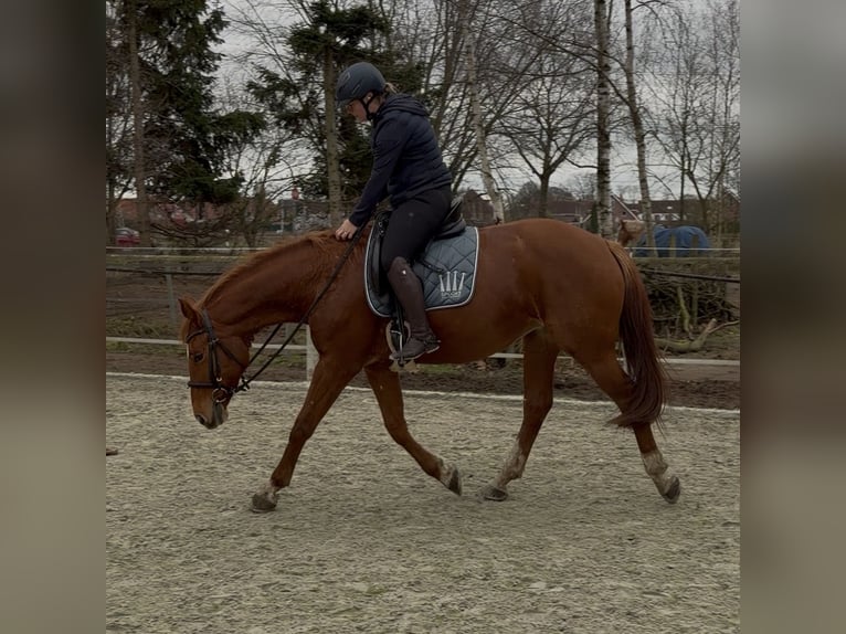 Hanovrien Jument 8 Ans 163 cm Alezan in Gütersloh