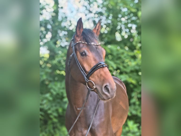 Hanovrien Jument 8 Ans 163 cm Bai brun in Belum