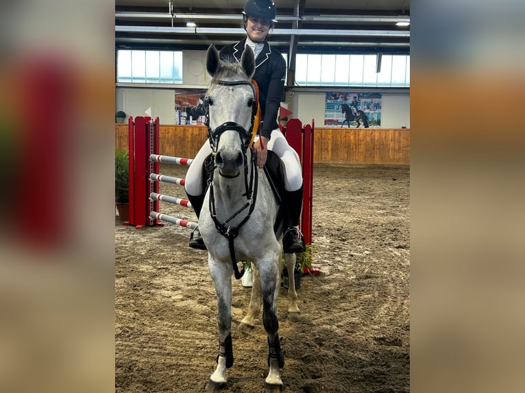 Hanovrien Jument 8 Ans 164 cm Gris in Reppenstedt