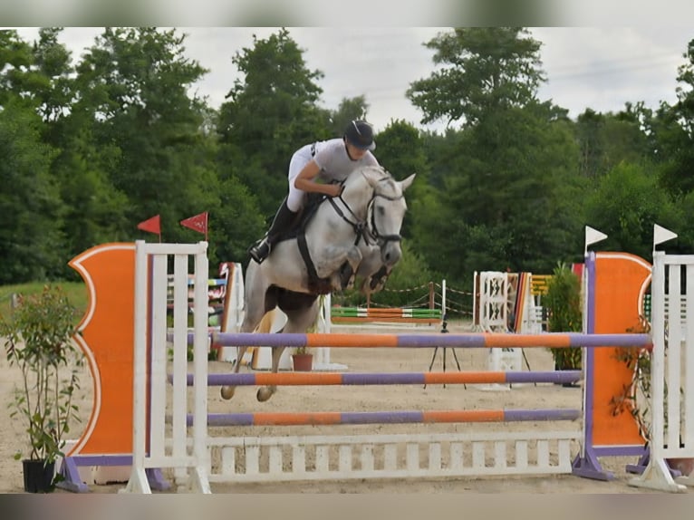 Hanovrien Jument 8 Ans 164 cm Gris in Reppenstedt