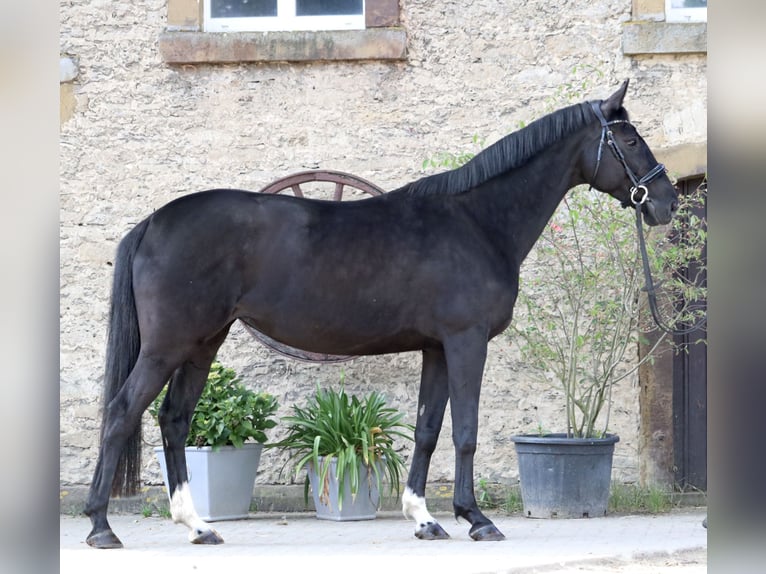 Hanovrien Jument 8 Ans 164 cm Noir in Glandorf