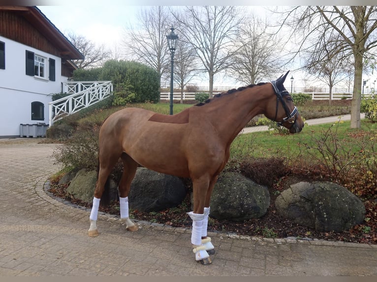 Hanovrien Jument 8 Ans 165 cm Alezan brûlé in Haiger