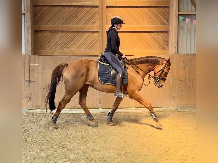 Hanovrien Jument 8 Ans 165 cm Alezan brûlé in Gnarrenburg