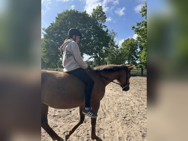 Hanovrien Jument 8 Ans 165 cm Alezan brûlé in Gnarrenburg