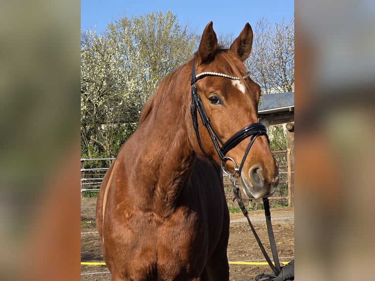 Hanovrien Jument 8 Ans 165 cm Alezan in Wachtendonk