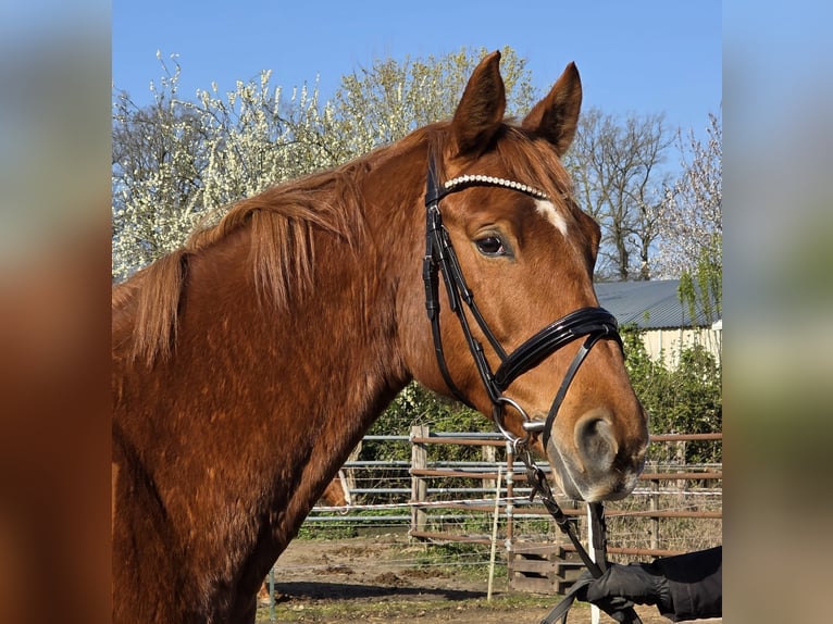 Hanovrien Jument 8 Ans 165 cm Alezan in Wachtendonk