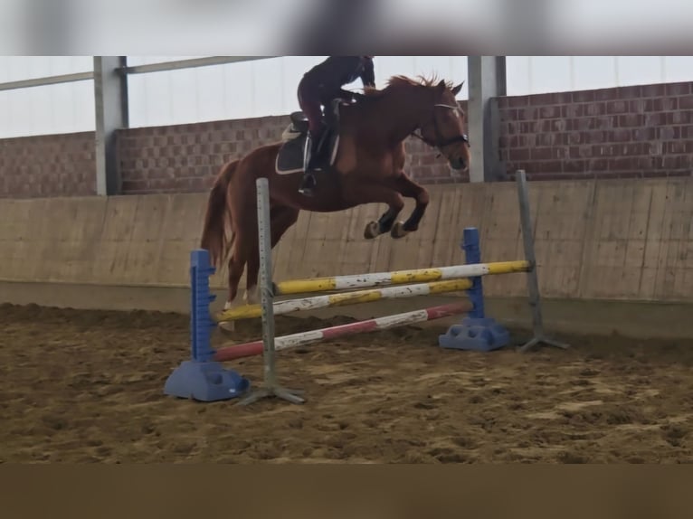 Hanovrien Jument 8 Ans 165 cm Alezan in Wachtendonk