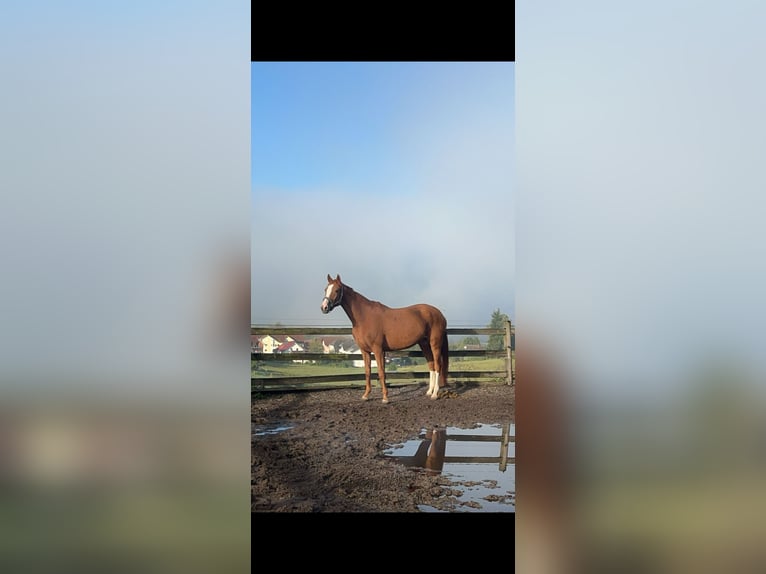 Hanovrien Jument 8 Ans 165 cm Alezan in Wald-Michelbach