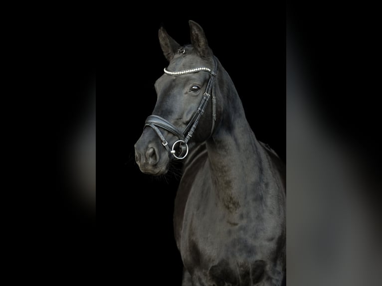 Hanovrien Jument 8 Ans 165 cm Bai brun foncé in Gettorf
