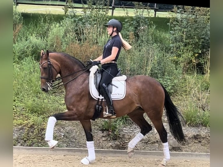 Hanovrien Jument 8 Ans 165 cm Bai in Heiligenberg