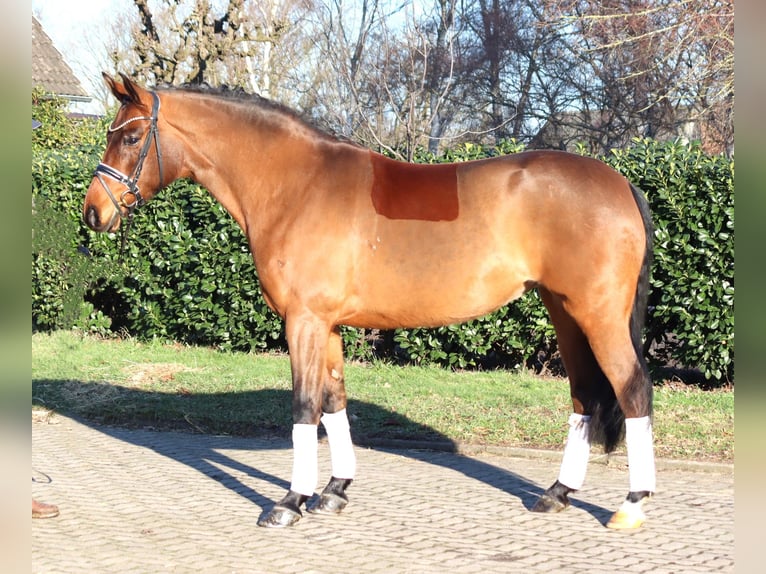 Hanovrien Jument 8 Ans 165 cm Bai in Selsingen