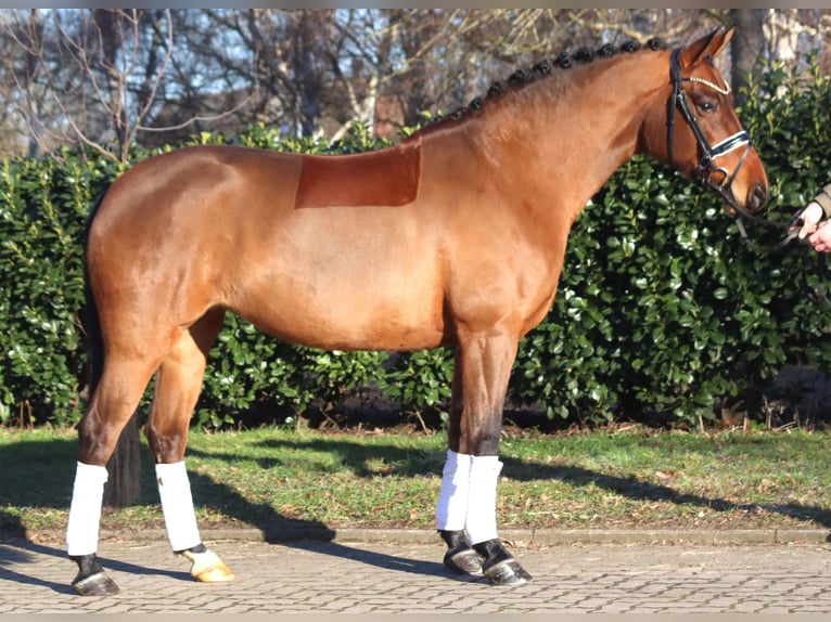 Hanovrien Jument 8 Ans 165 cm Bai in Selsingen