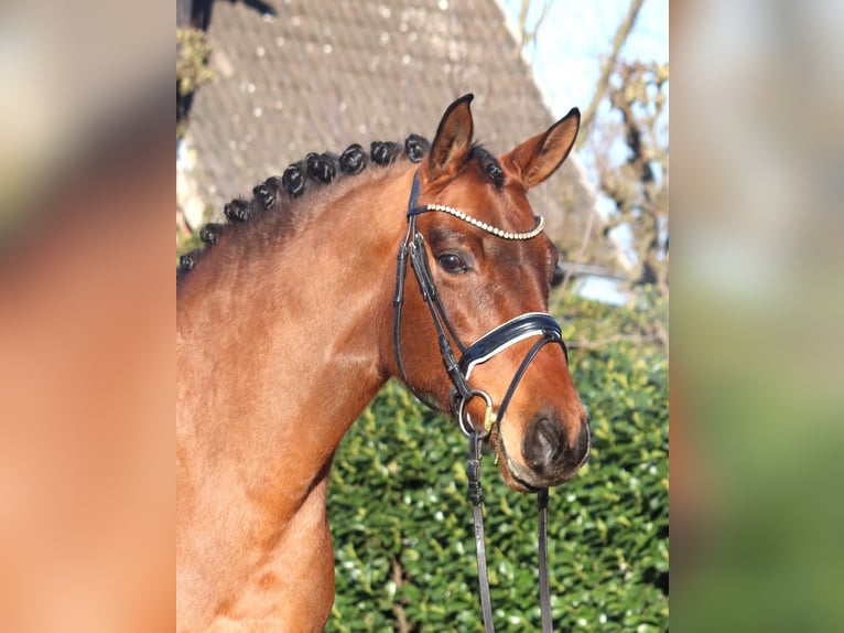 Hanovrien Jument 8 Ans 165 cm Bai in Selsingen