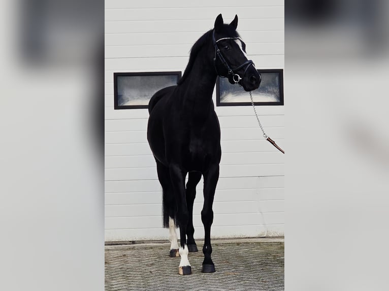Hanovrien Jument 8 Ans 165 cm Noir in Someren