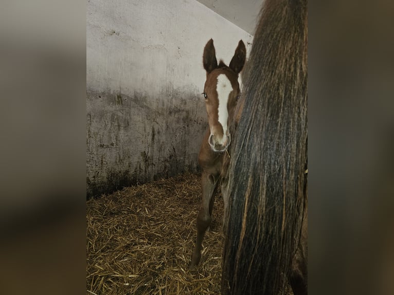 Hanovrien Jument 8 Ans 166 cm Alezan in Biberach an der Ri&#xDF;