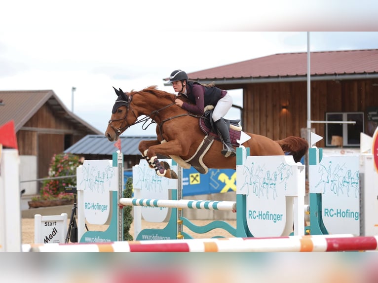 Hanovrien Jument 8 Ans 166 cm Alezan in Schlins