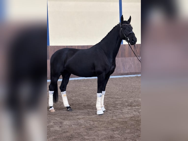 Hanovrien Jument 8 Ans 166 cm Noir in Erkelenz