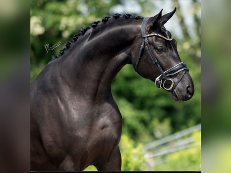 Hanovrien Jument 8 Ans 166 cm Noir in Erkelenz