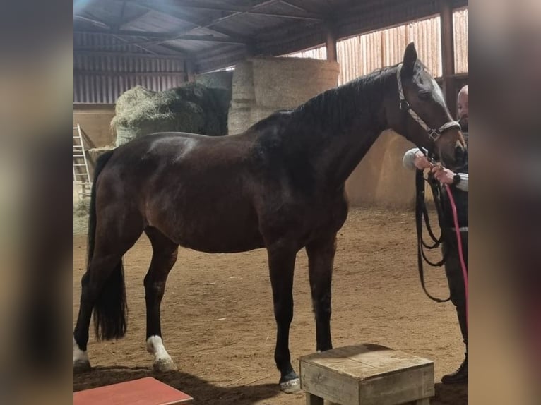 Hanovrien Jument 8 Ans 167 cm Bai brun in HAINDORF