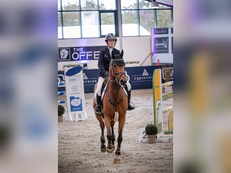 Hanovrien Jument 8 Ans 167 cm Bai brun in Elmshorn