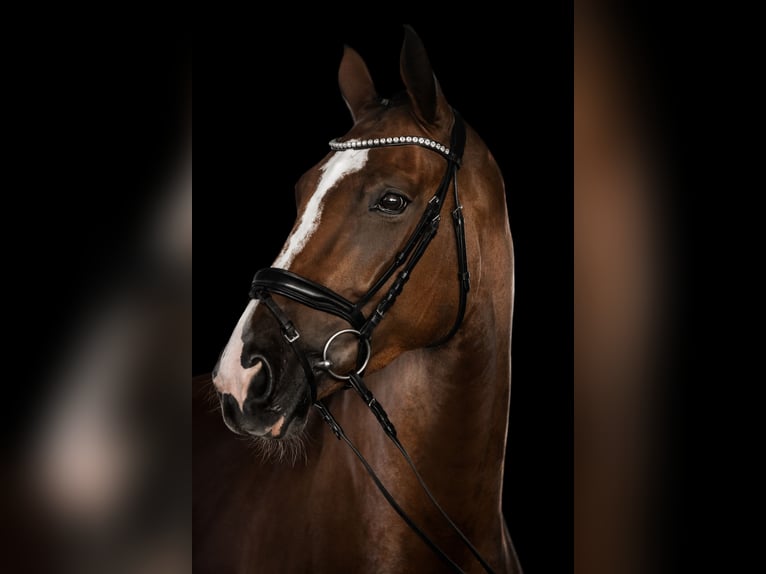 Hanovrien Jument 8 Ans 167 cm Bai in Neukirchen-Vluyn