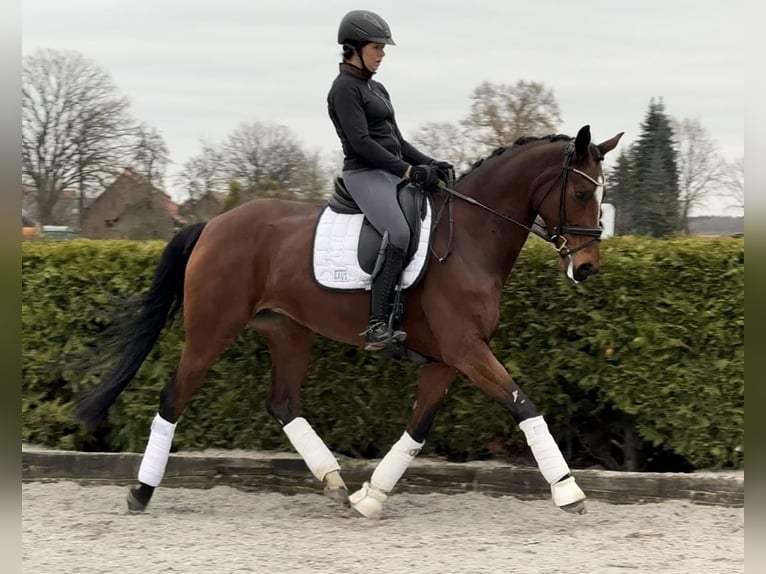 Hanovrien Jument 8 Ans 167 cm Bai in Tiddische