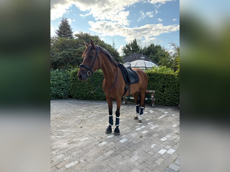 Hanovrien Jument 8 Ans 167 cm Bai in Friesoythe