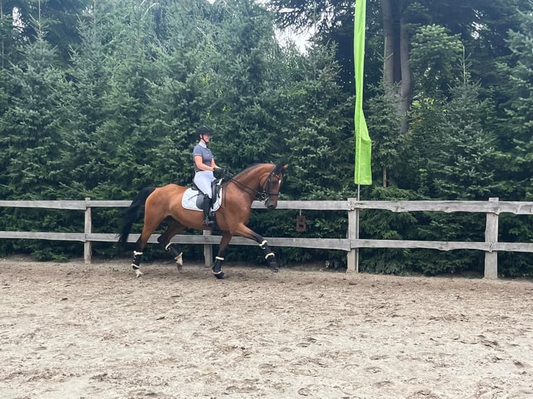 Hanovrien Jument 8 Ans 167 cm Bai in Friesoythe