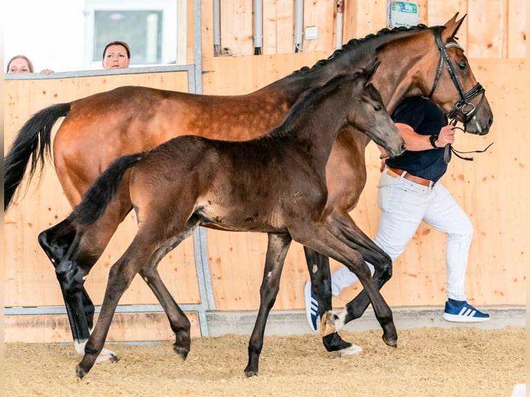 Hanovrien Jument 8 Ans 167 cm Bai in Wolfsbach