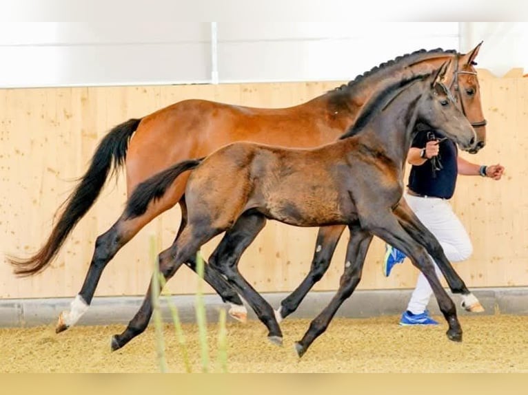 Hanovrien Jument 8 Ans 167 cm Bai in Wolfsbach