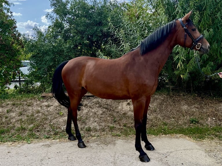 Hanovrien Jument 8 Ans 167 cm Bai in Grevenbroich