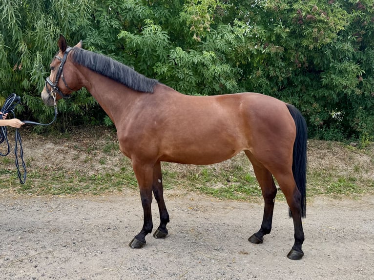 Hanovrien Jument 8 Ans 167 cm Bai in Grevenbroich