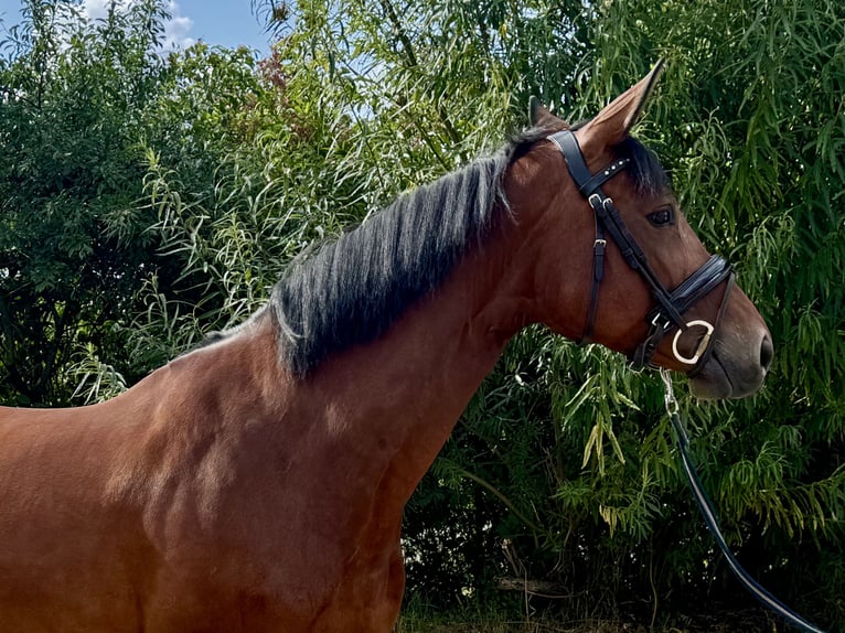Hanovrien Jument 8 Ans 167 cm Bai in Grevenbroich