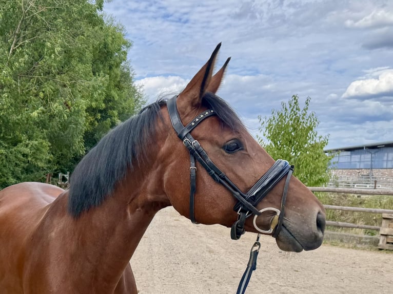 Hanovrien Jument 8 Ans 167 cm Bai in Grevenbroich