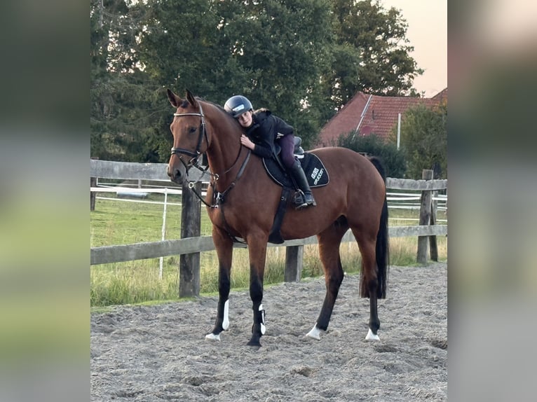 Hanovrien Jument 8 Ans 167 cm Bai in Bramsche