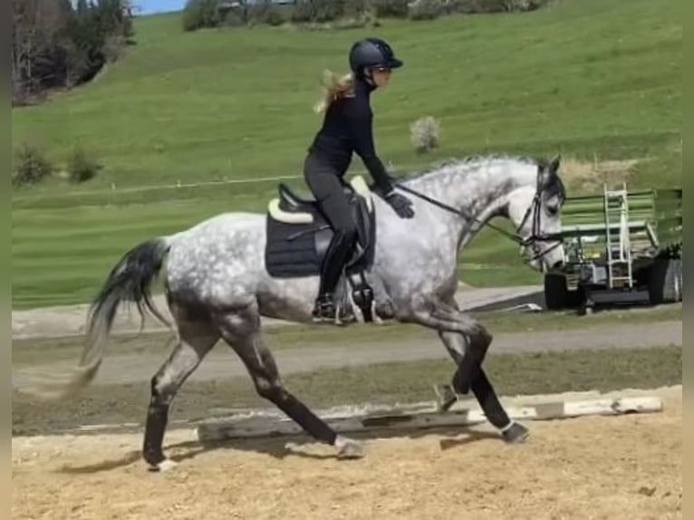Hanovrien Jument 8 Ans 167 cm Gris in Heiligenberg