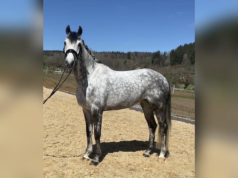 Hanovrien Jument 8 Ans 167 cm Gris in Heiligenberg