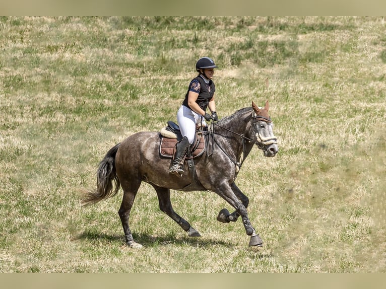 Hanovrien Jument 8 Ans 167 cm Gris in Langenselbold