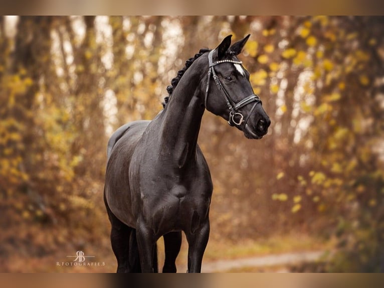 Hanovrien Jument 8 Ans 167 cm Noir in Lachen